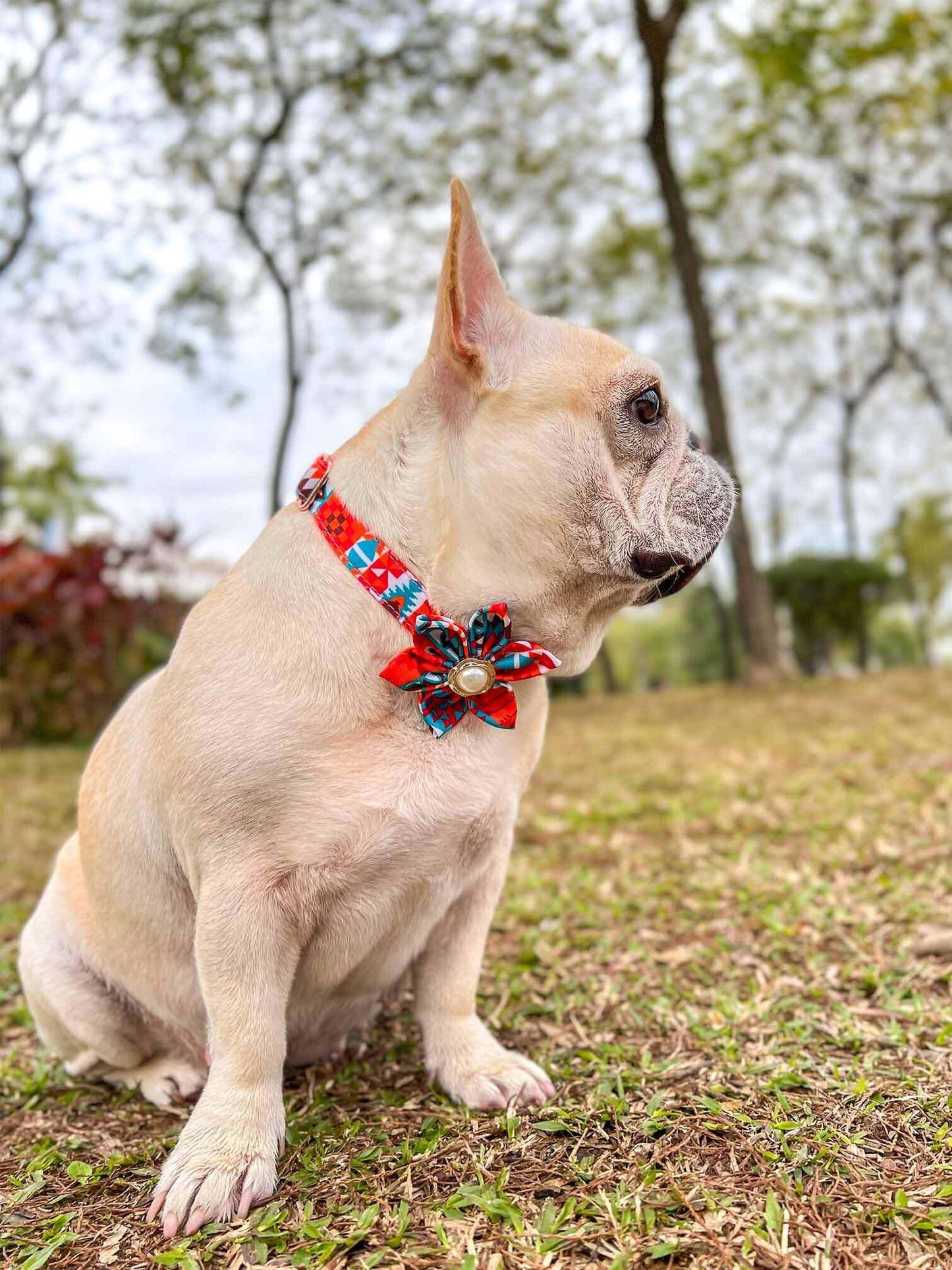 Dog Orange Flower Collar - Frenchiely