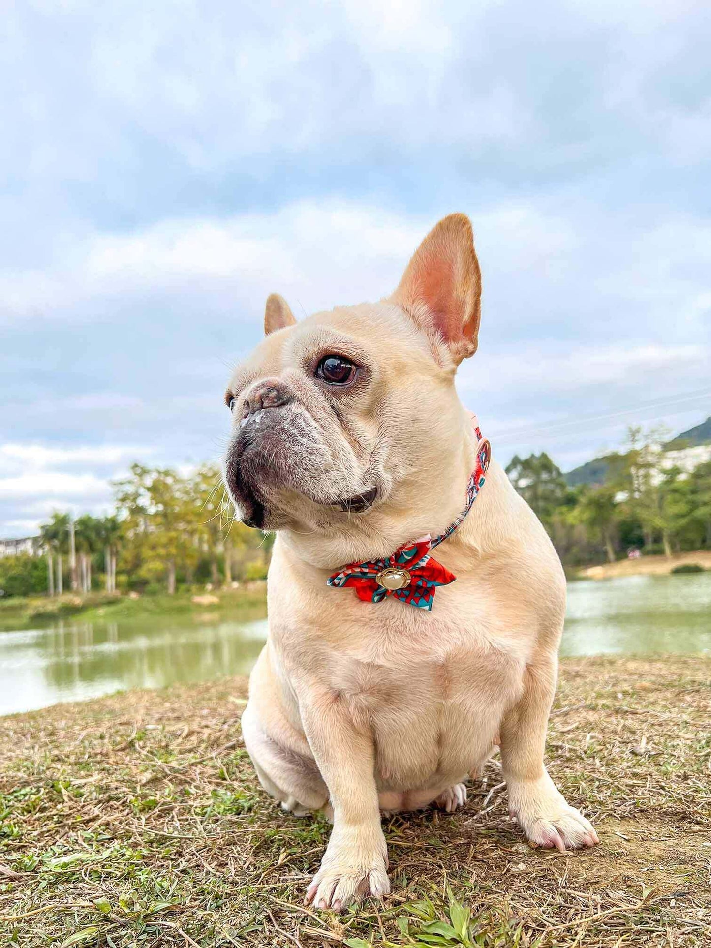 Dog Orange Flower Collar - Frenchiely