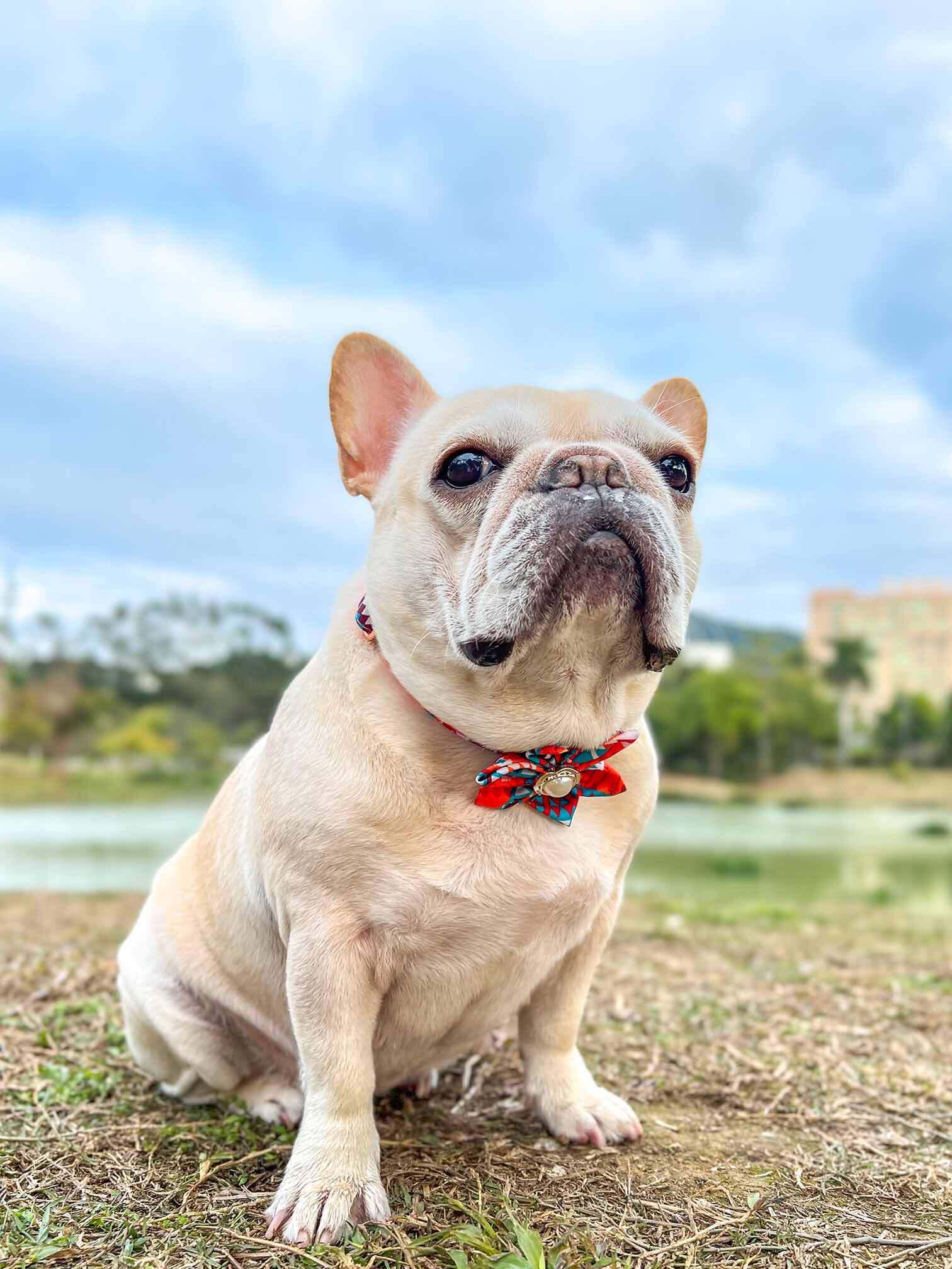 Dog Orange Flower Collar - Frenchiely