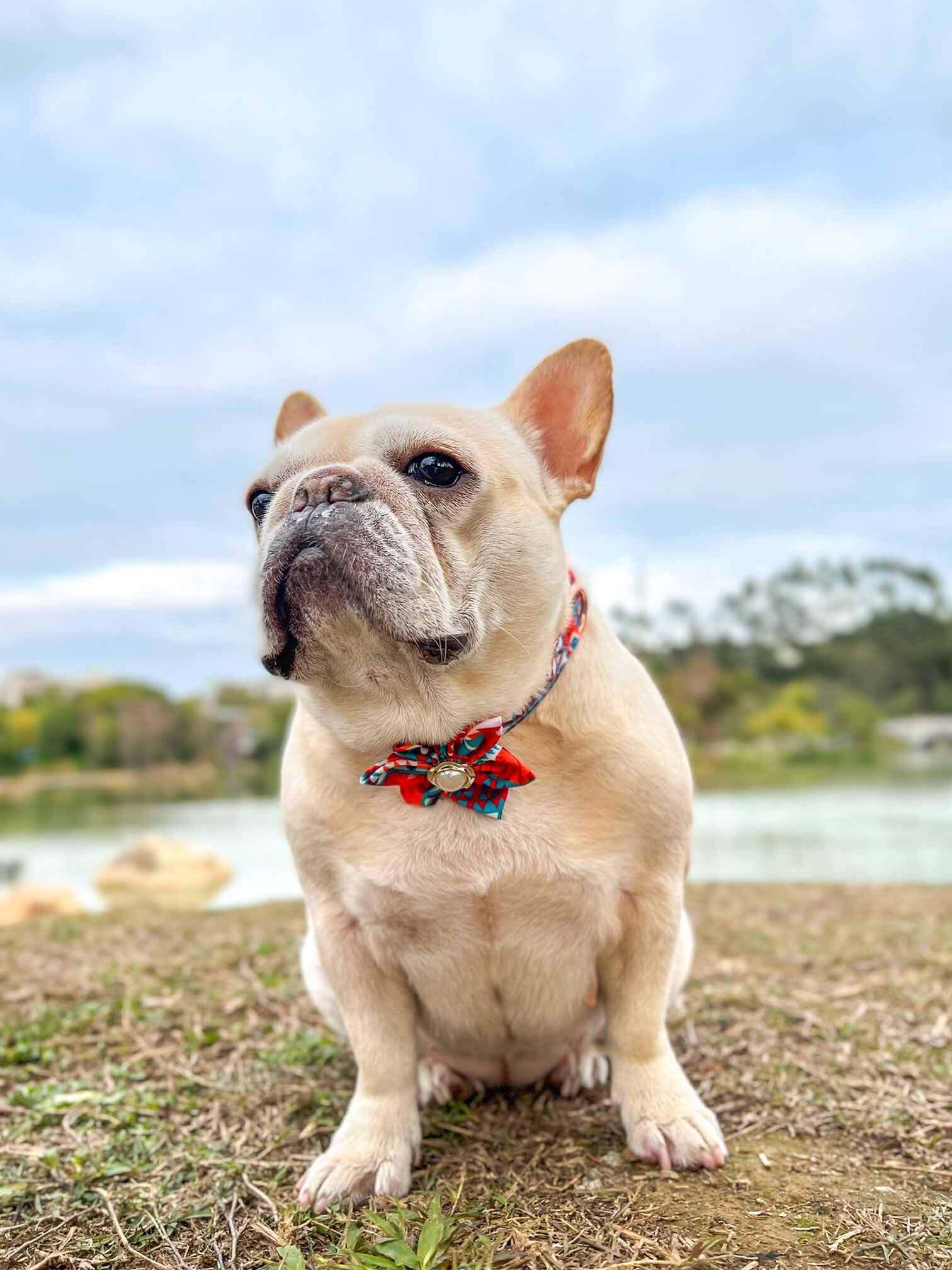 Dog Orange Flower Collar - Frenchiely