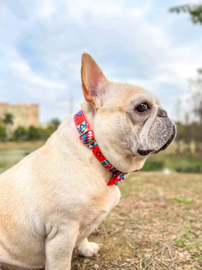 Dog Orange Flower Collar - Frenchiely