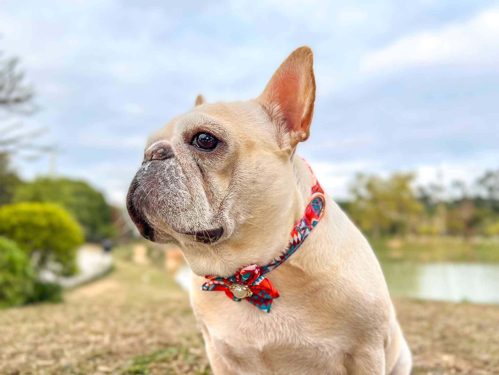 Dog Orange Flower Collar - Frenchiely