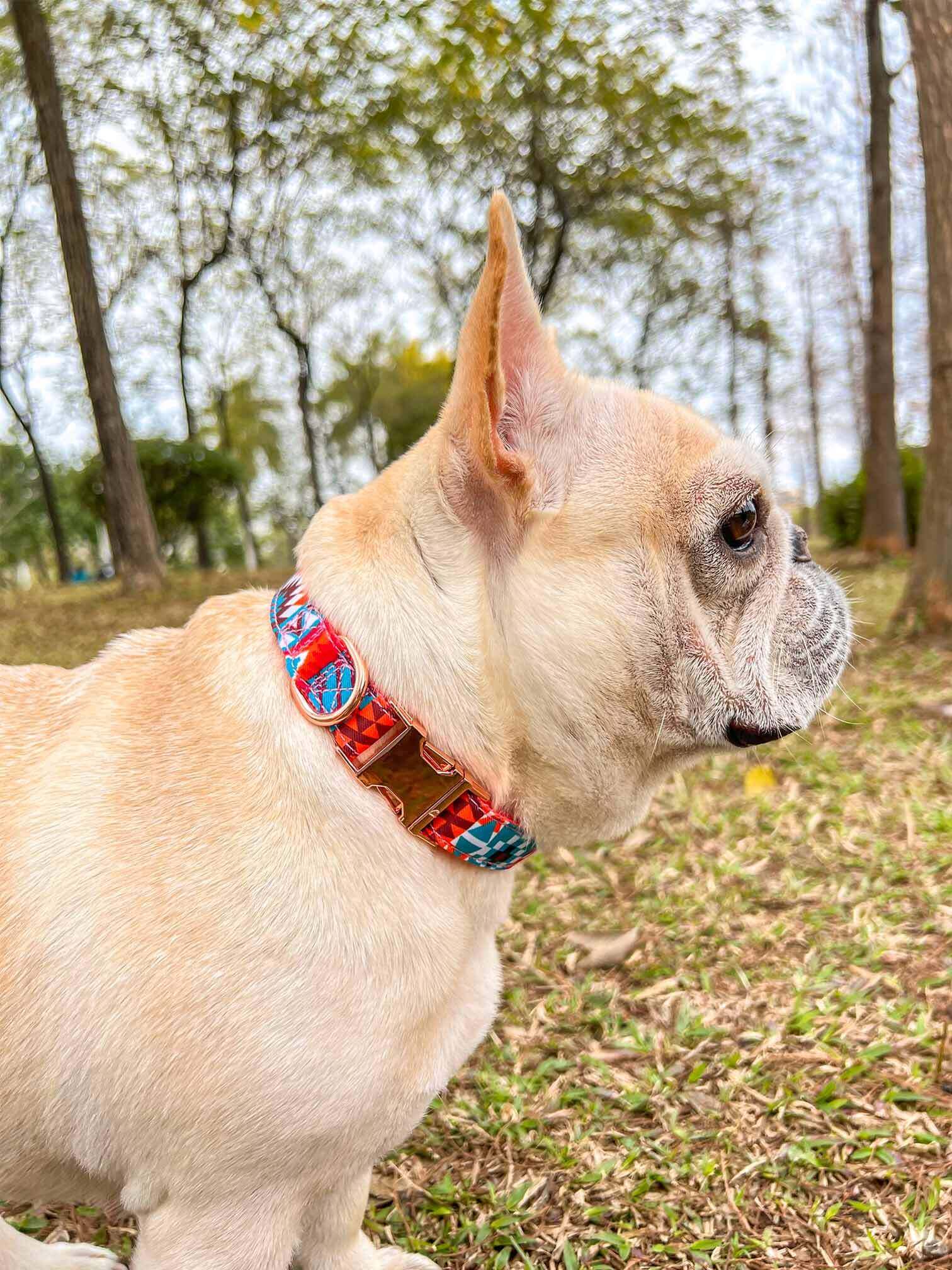 Dog Orange Flower Collar - Frenchiely