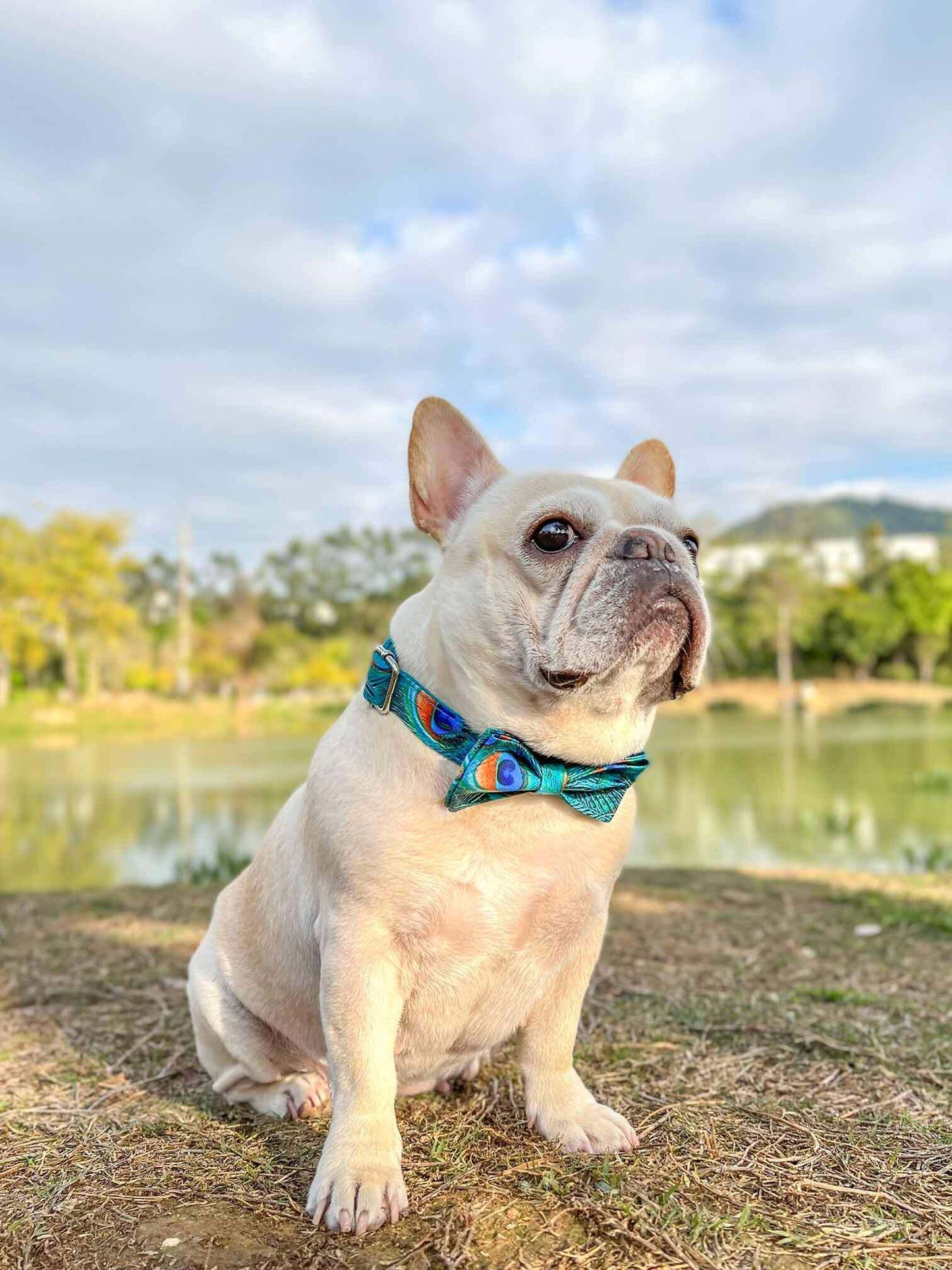 Dog Peacock Leash Set - Frenchiely