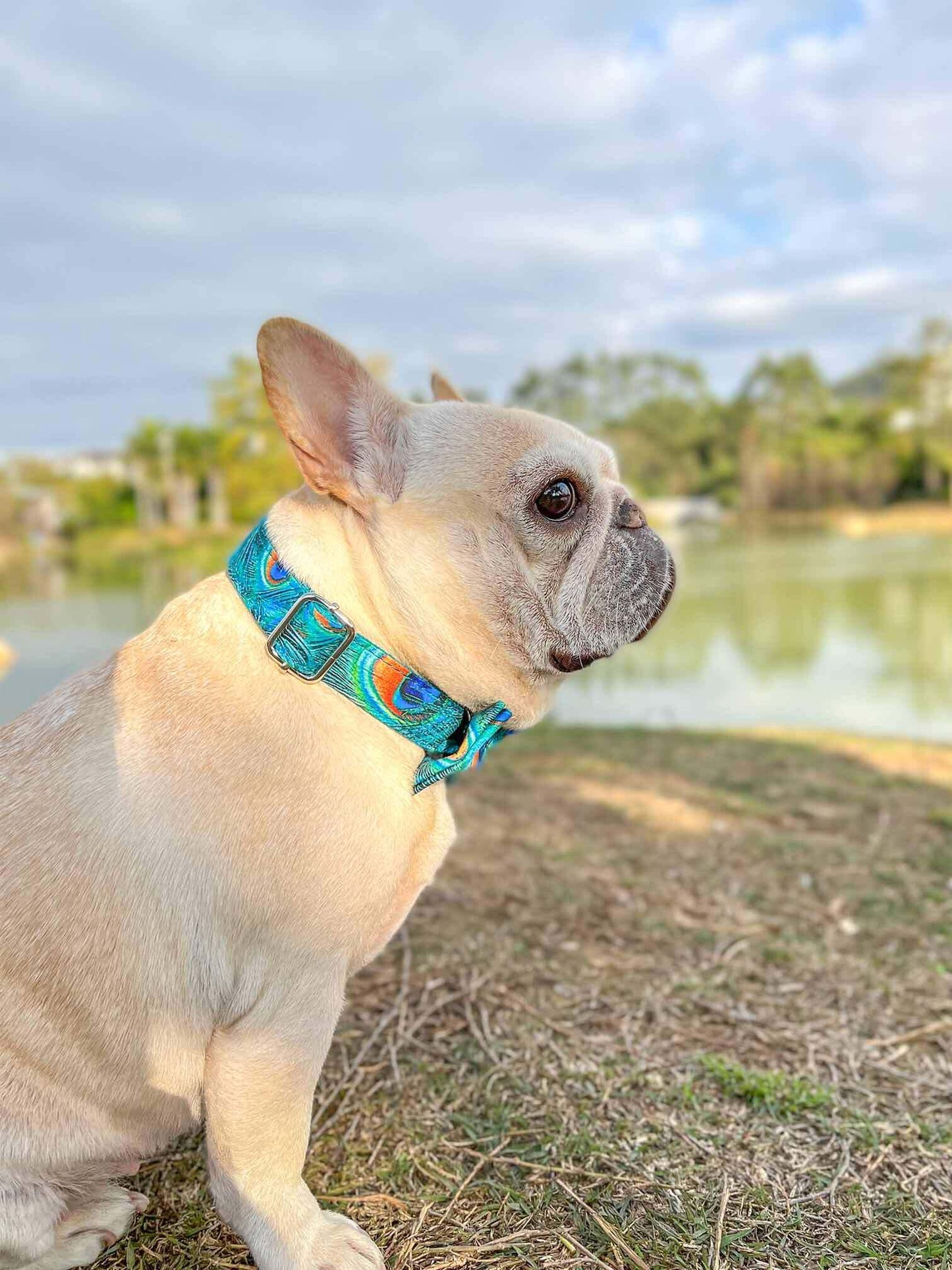 Dog Peacock Leash Set - Frenchiely