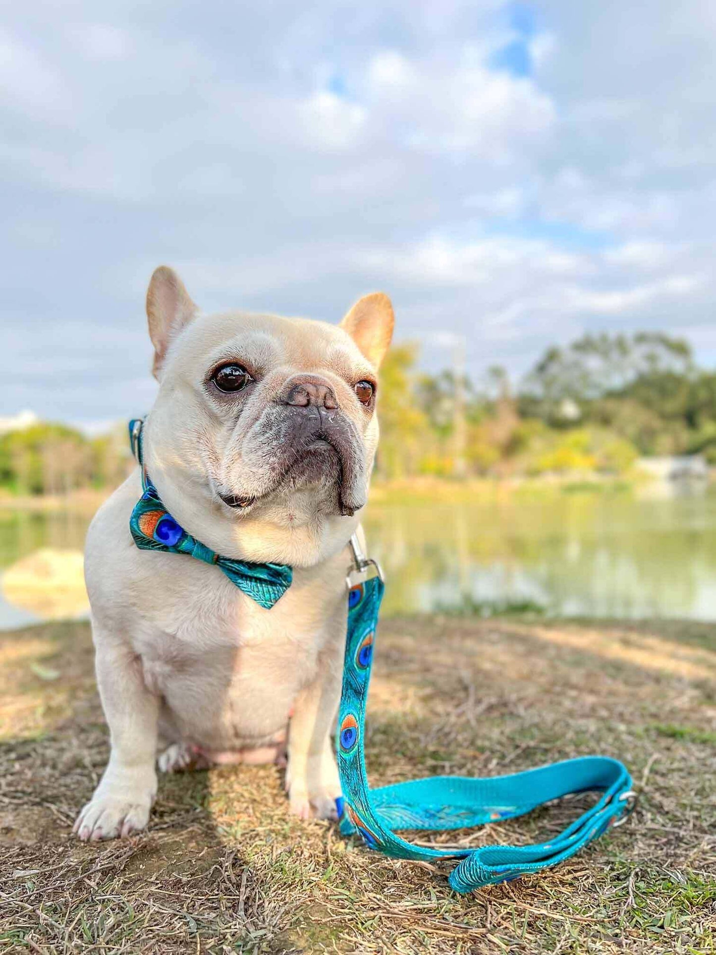 Dog Peacock Leash Set - Frenchiely