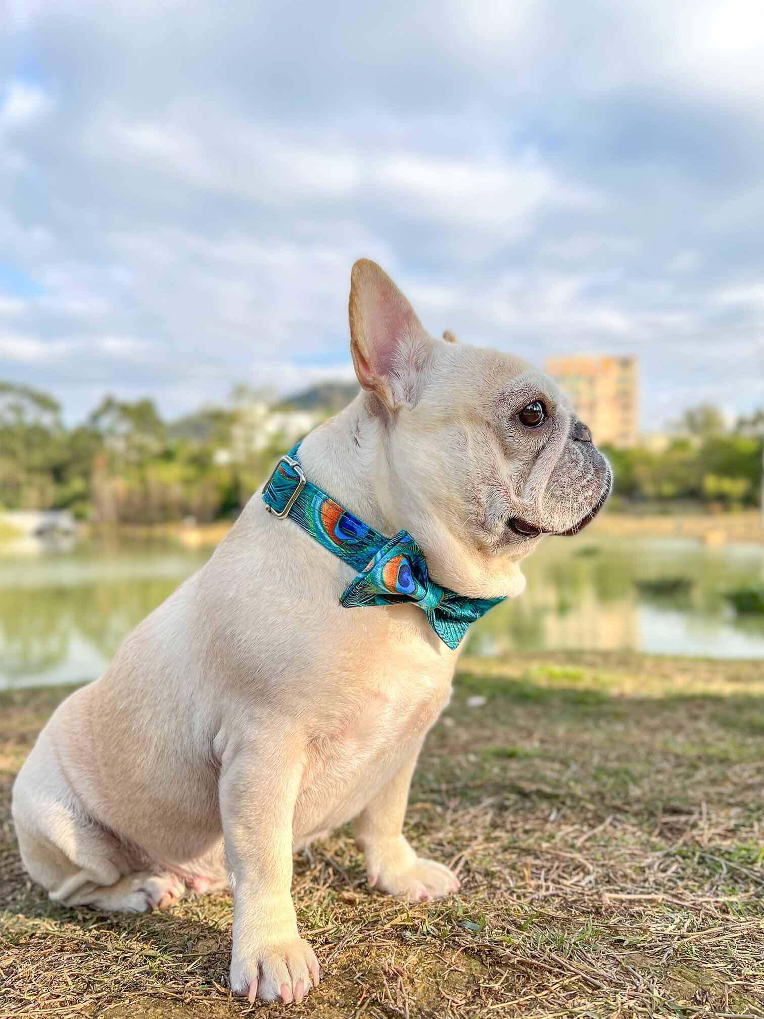 Dog Peacock Print Collar - Frenchiely