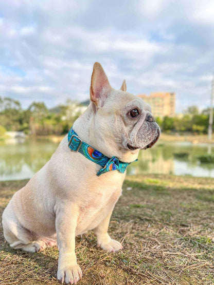 Dog Peacock Leash Set - Frenchiely