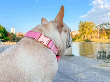 Dog Pink Velvet Collar - Frenchiely