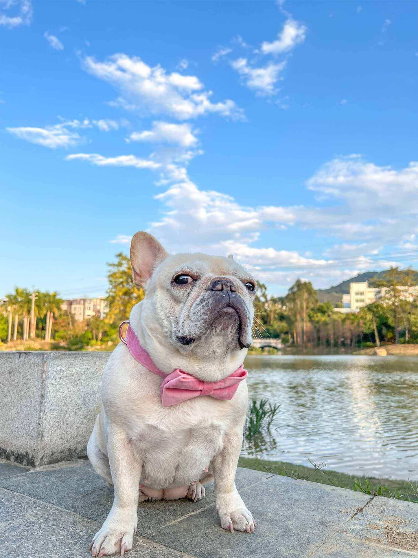 Dog Pink Velvet Collar - Frenchiely