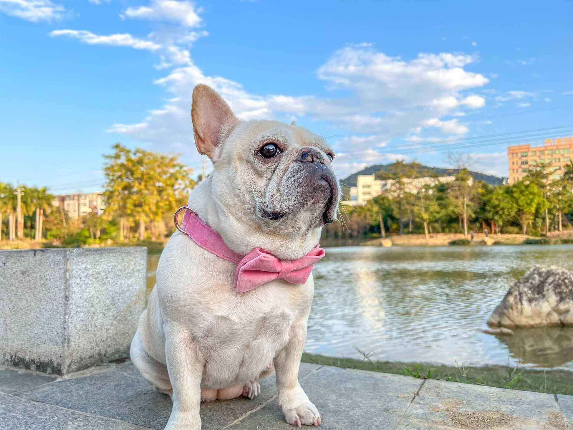 Dog Pink Velvet Collar - Frenchiely