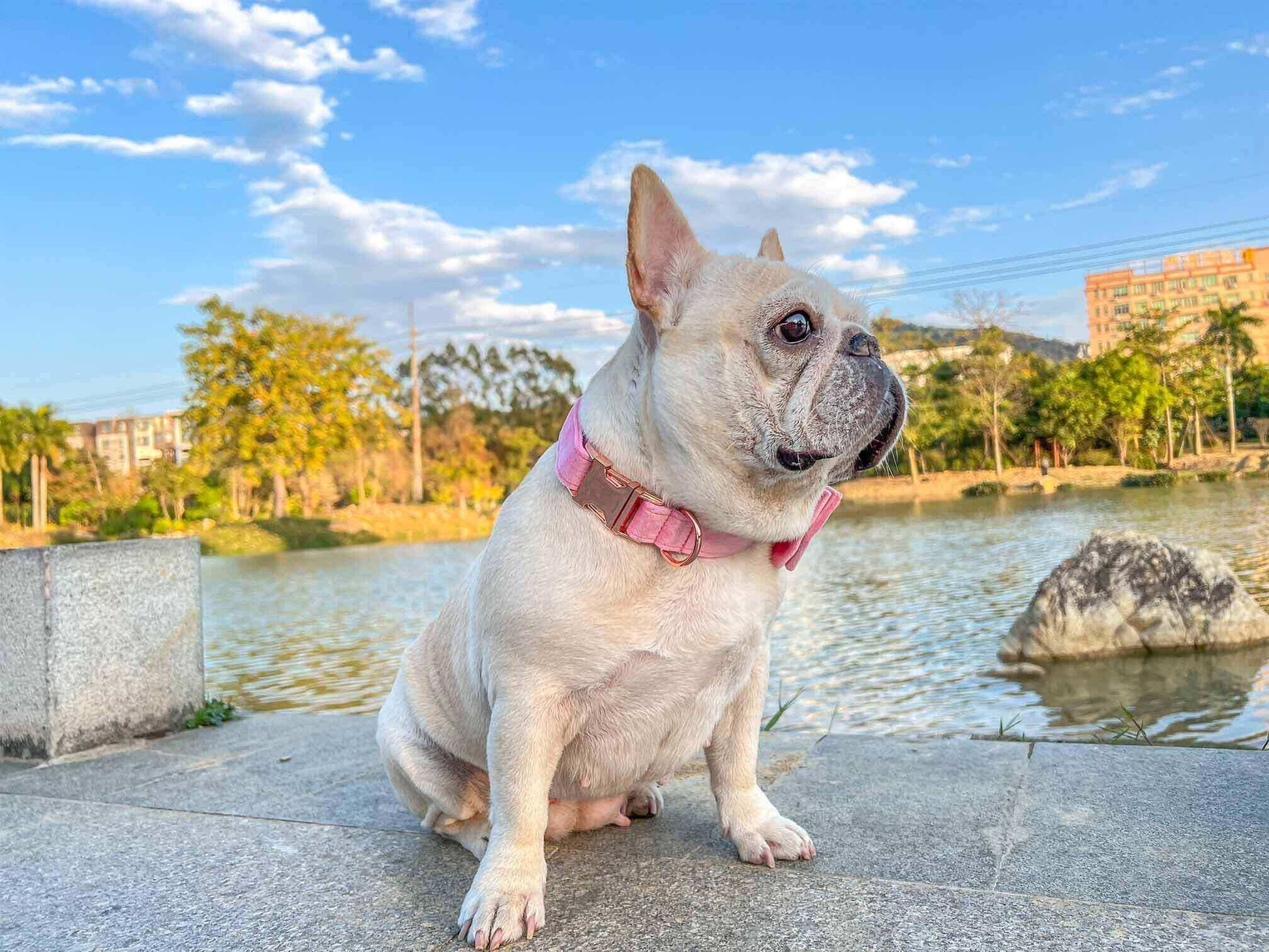 Dog Pink Velvet Collar - Frenchiely