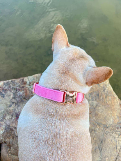 Dog Pink Velvet Collar - Frenchiely