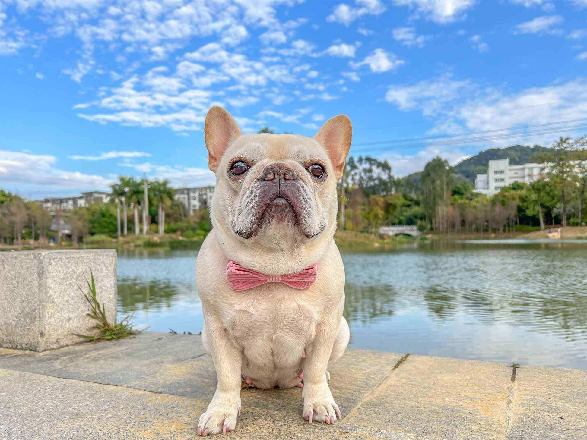 Dog Pink Corduroy Collar - Frenchiely