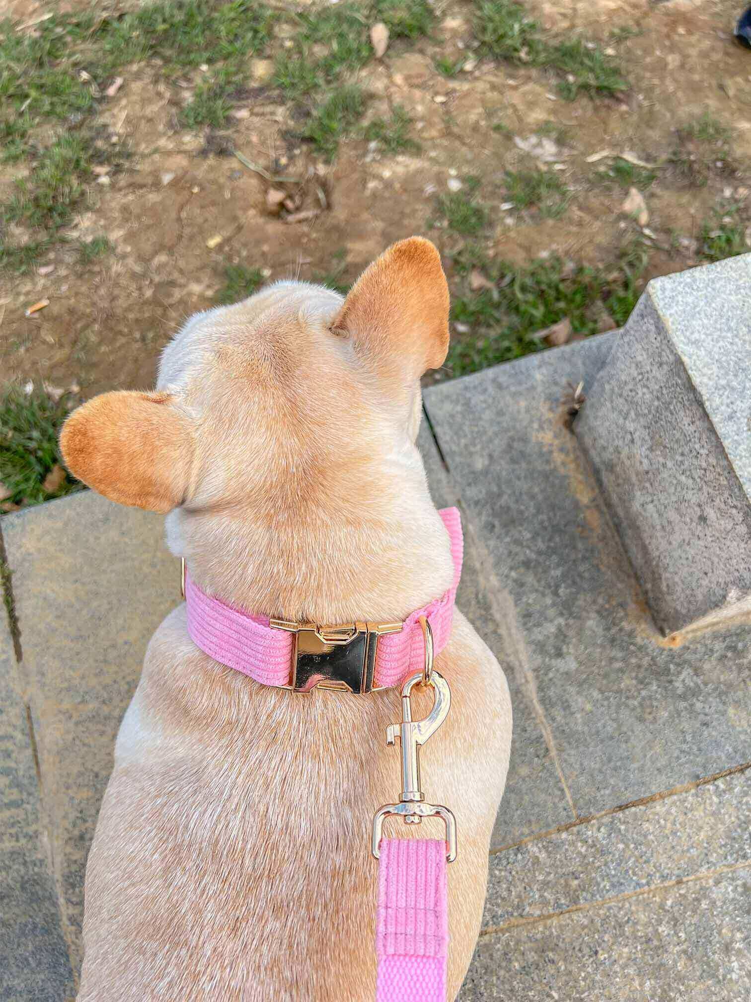 OUT OF STOCK!!! COLLAR, HARNESS & LEASH PINK