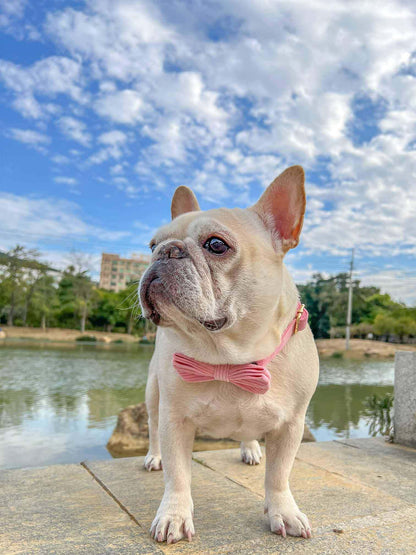 Dog Pink Corduroy Collar - Frenchiely