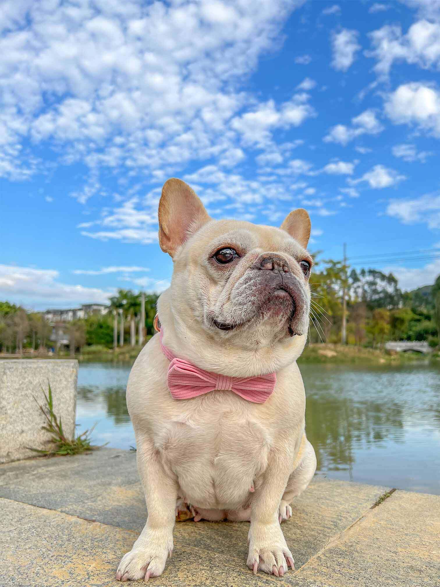 Dog Pink Corduroy Collar - Frenchiely