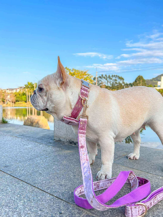 Dog Pink Star Leash Set - Frenchiely