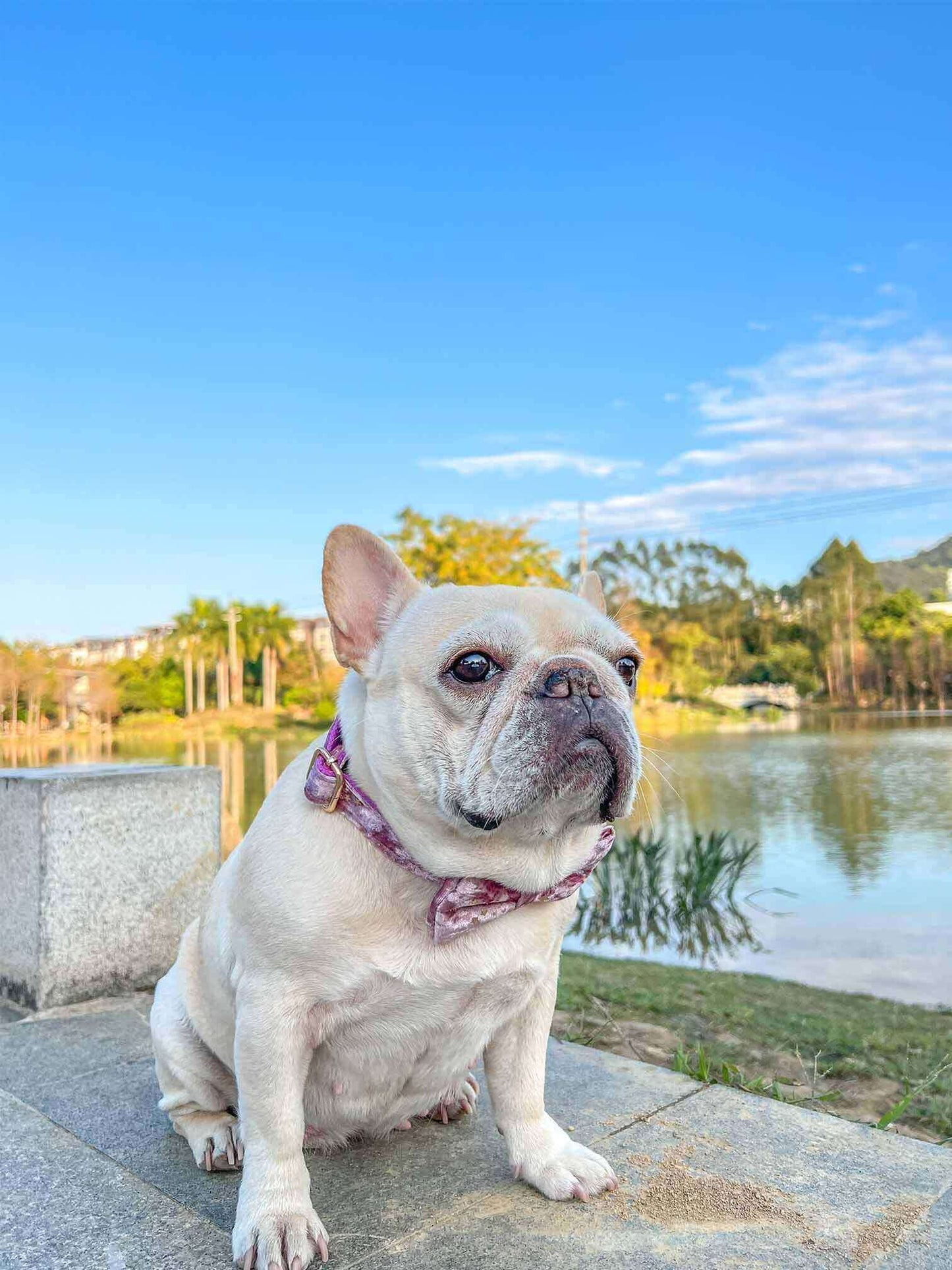 Dog Pink Star Collar - Frenchiely