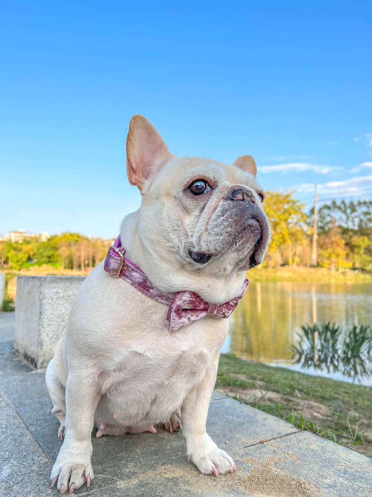 Dog Pink Star Collar - Frenchiely