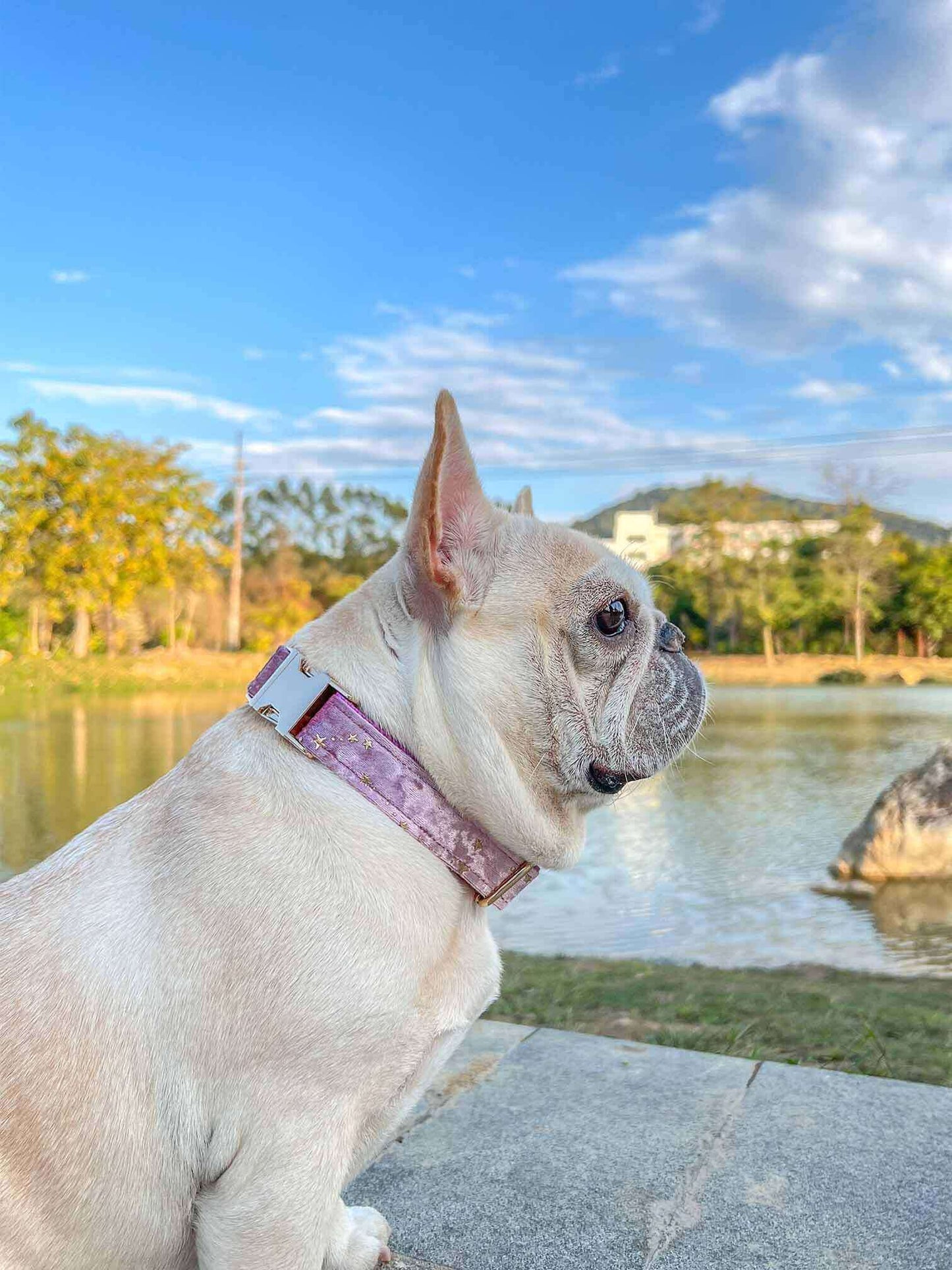 Dog Pink Star Collar - Frenchiely