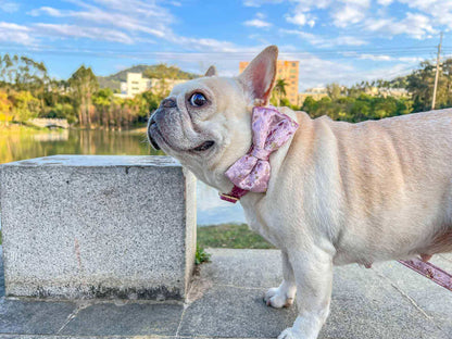 Dog Pink Star Collar - Frenchiely