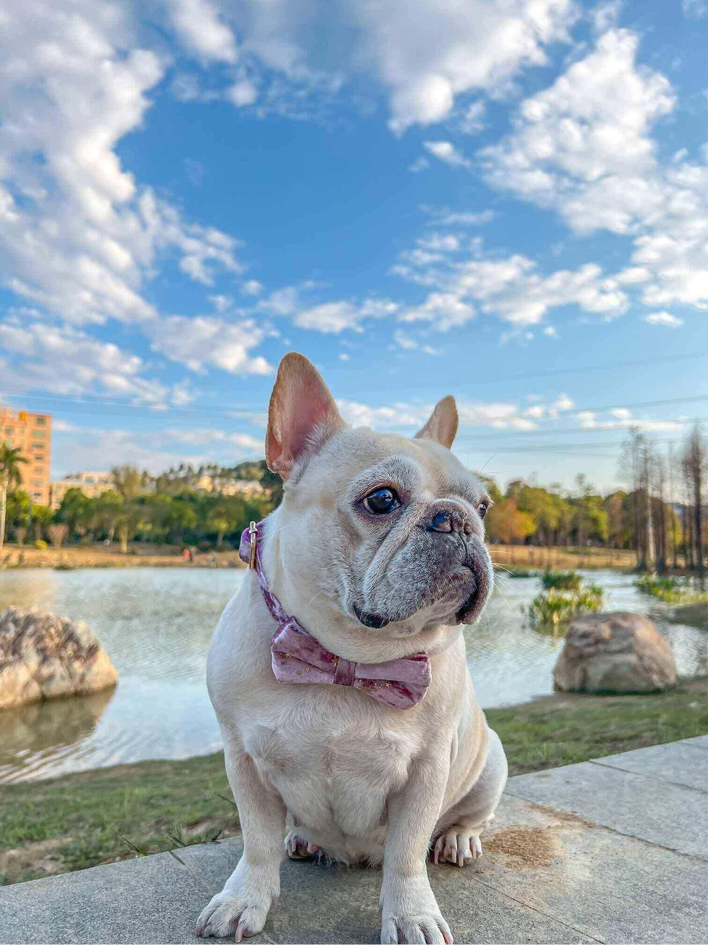 Dog Pink Star Collar - Frenchiely