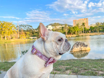 Dog Pink Star Collar - Frenchiely