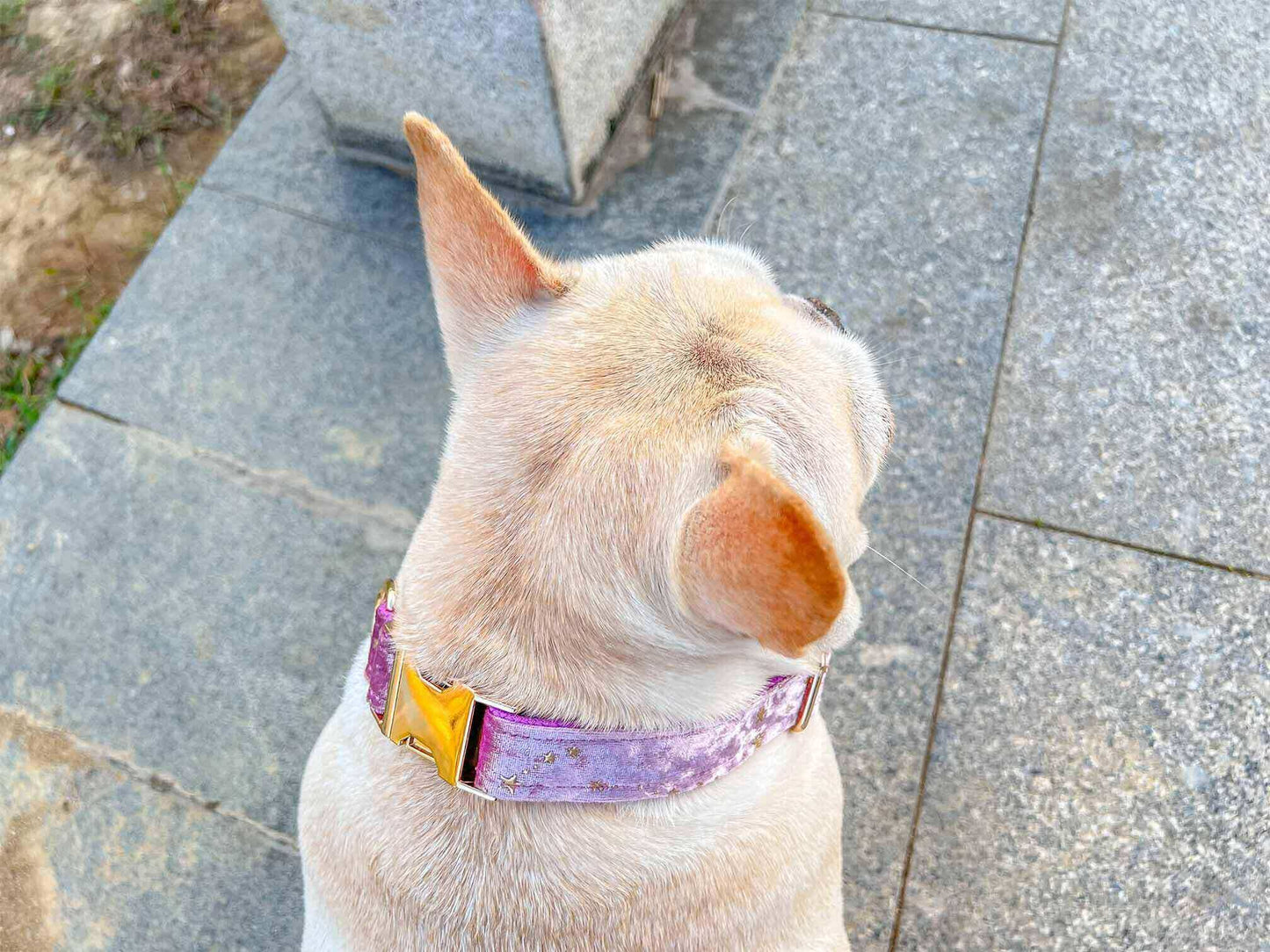 Dog Pink Star Collar - Frenchiely