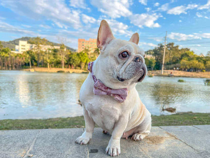 Dog Pink Star Collar - Frenchiely