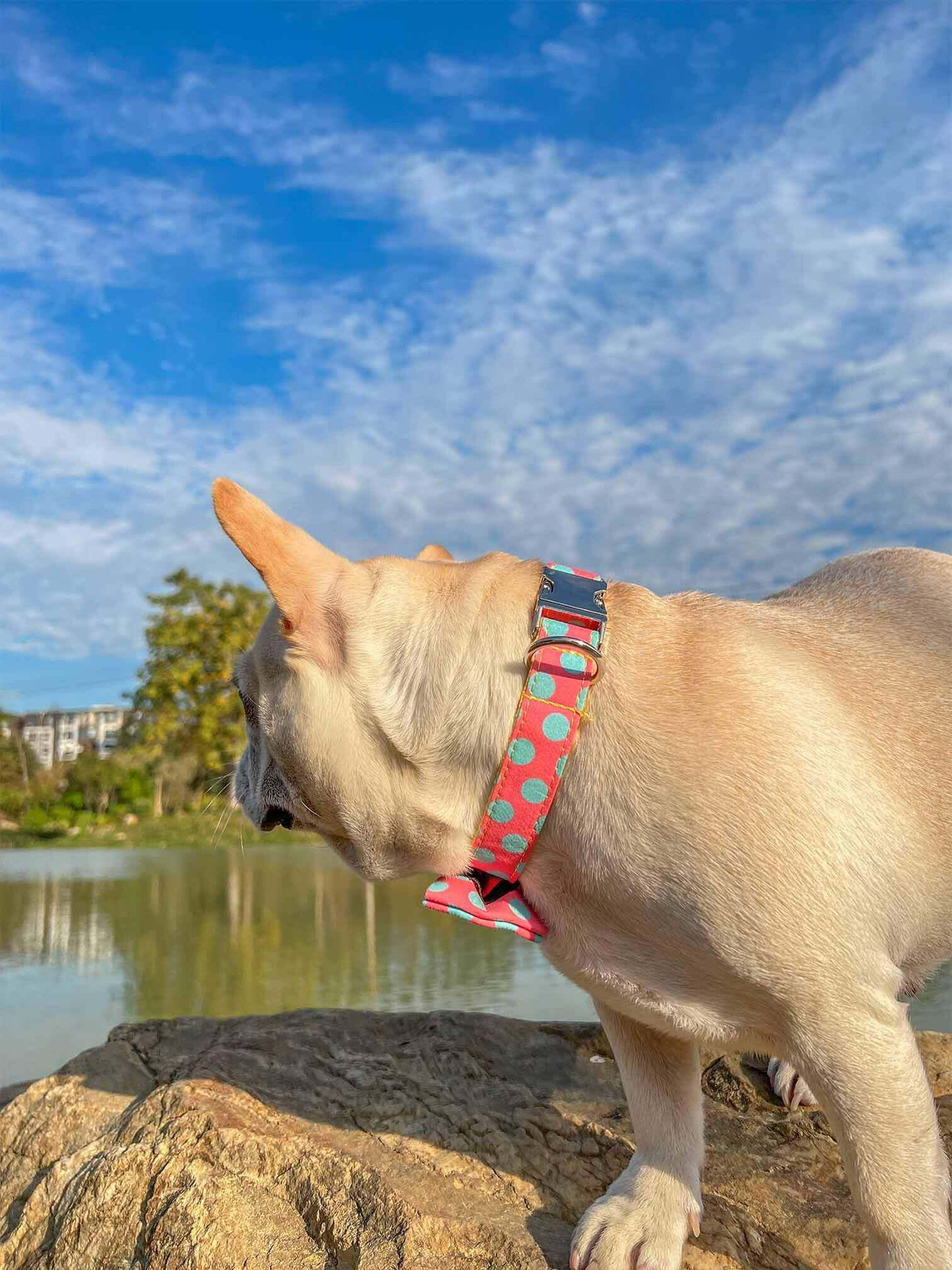 Dog Colored Polka Collar - Frenchiely