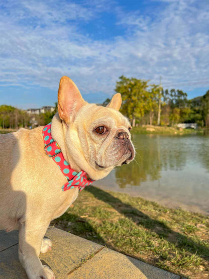 Dog Colored Polka Collar - Frenchiely