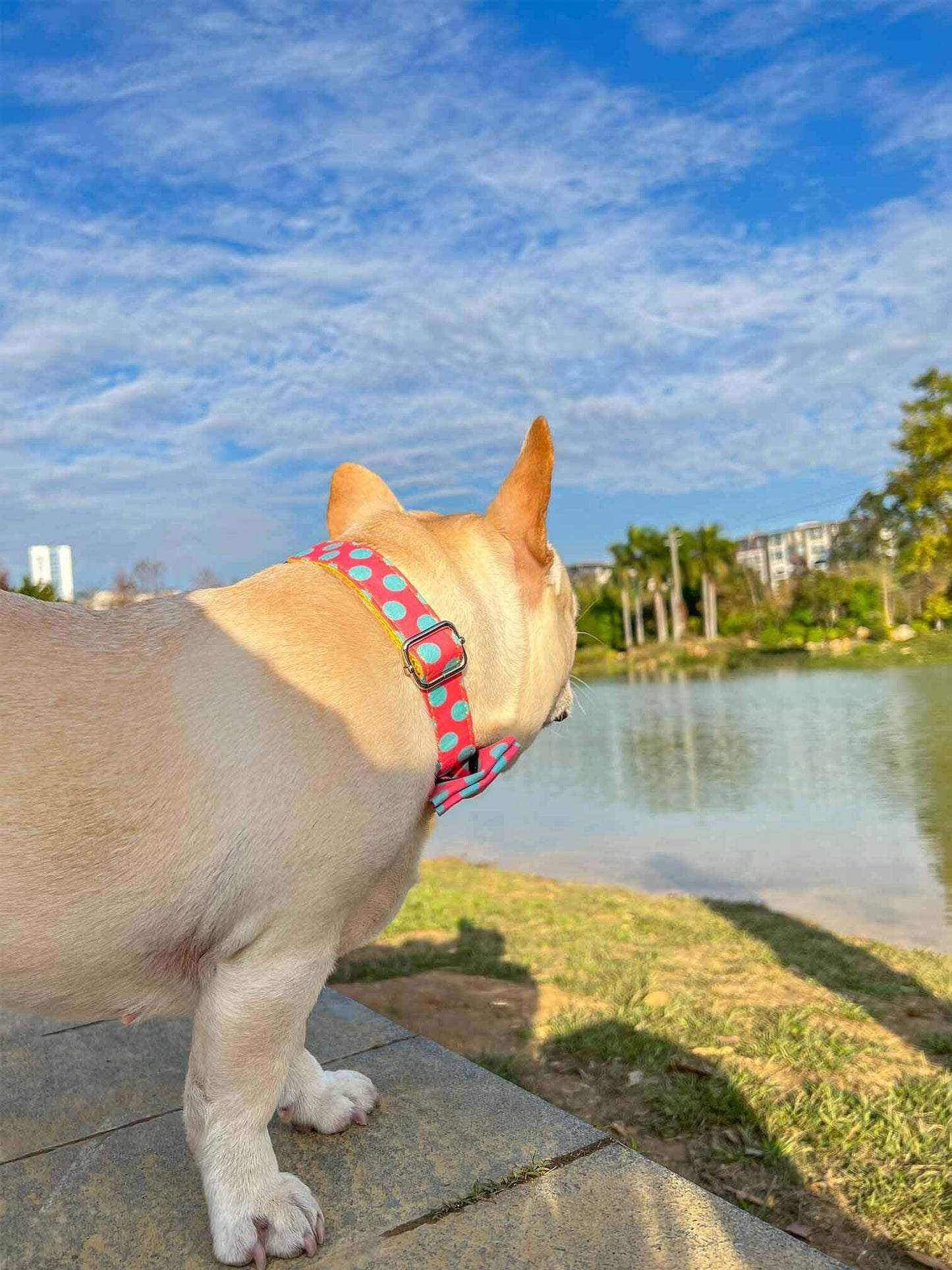 Dog Polka Collar Leash Set - Frenchiely