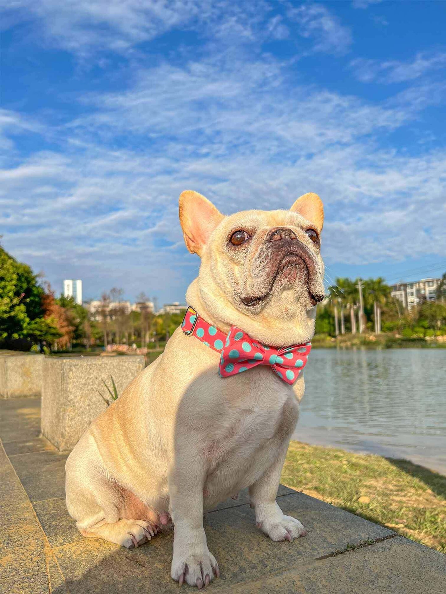 Dog Colored Polka Collar - Frenchiely