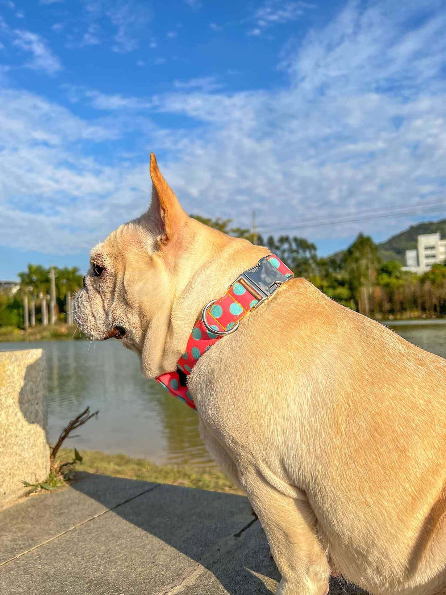 Dog Colored Polka Collar - Frenchiely