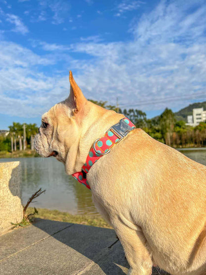 Dog Colored Polka Collar - Frenchiely