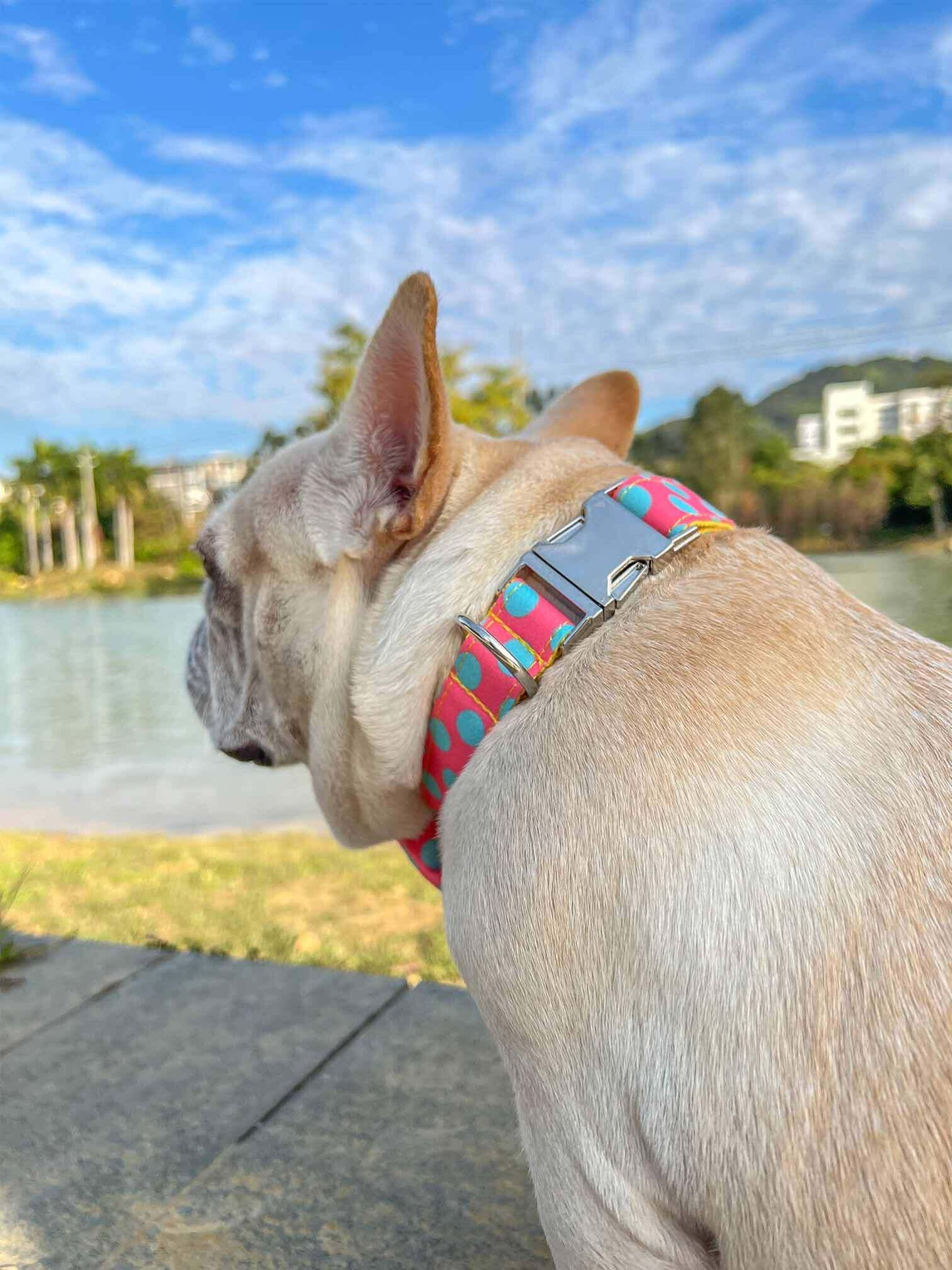 Dog Colored Polka Collar - Frenchiely