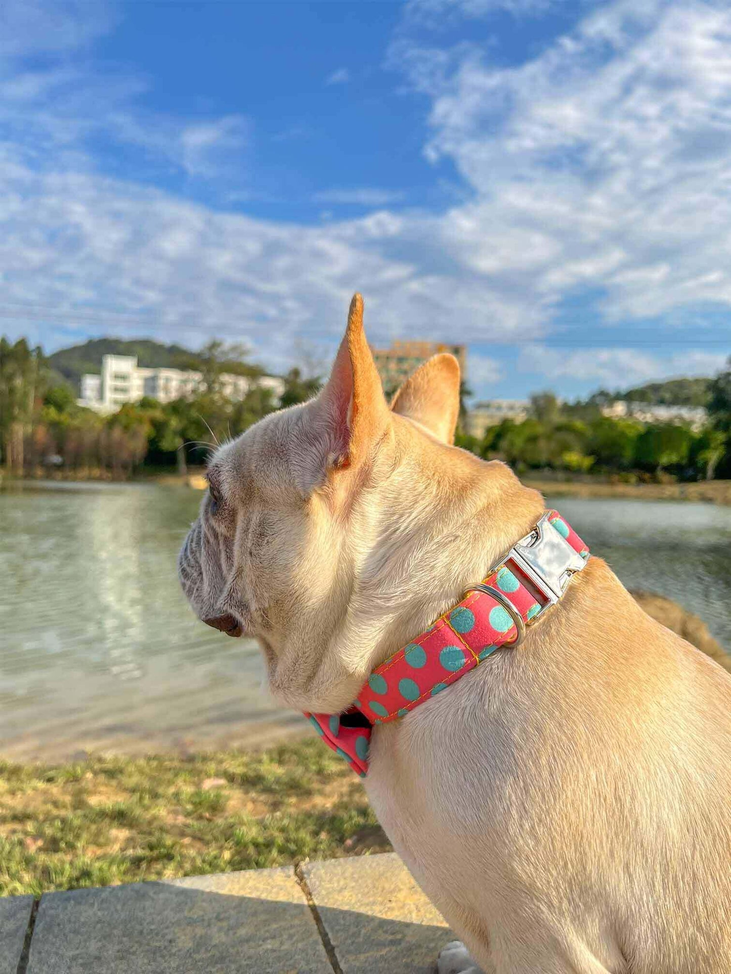 Dog Colored Polka Collar - Frenchiely