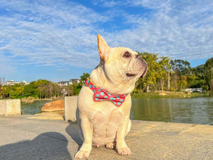 Dog Colored Polka Collar - Frenchiely