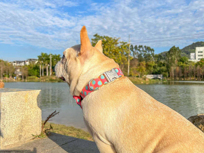 Dog Colored Polka Collar - Frenchiely