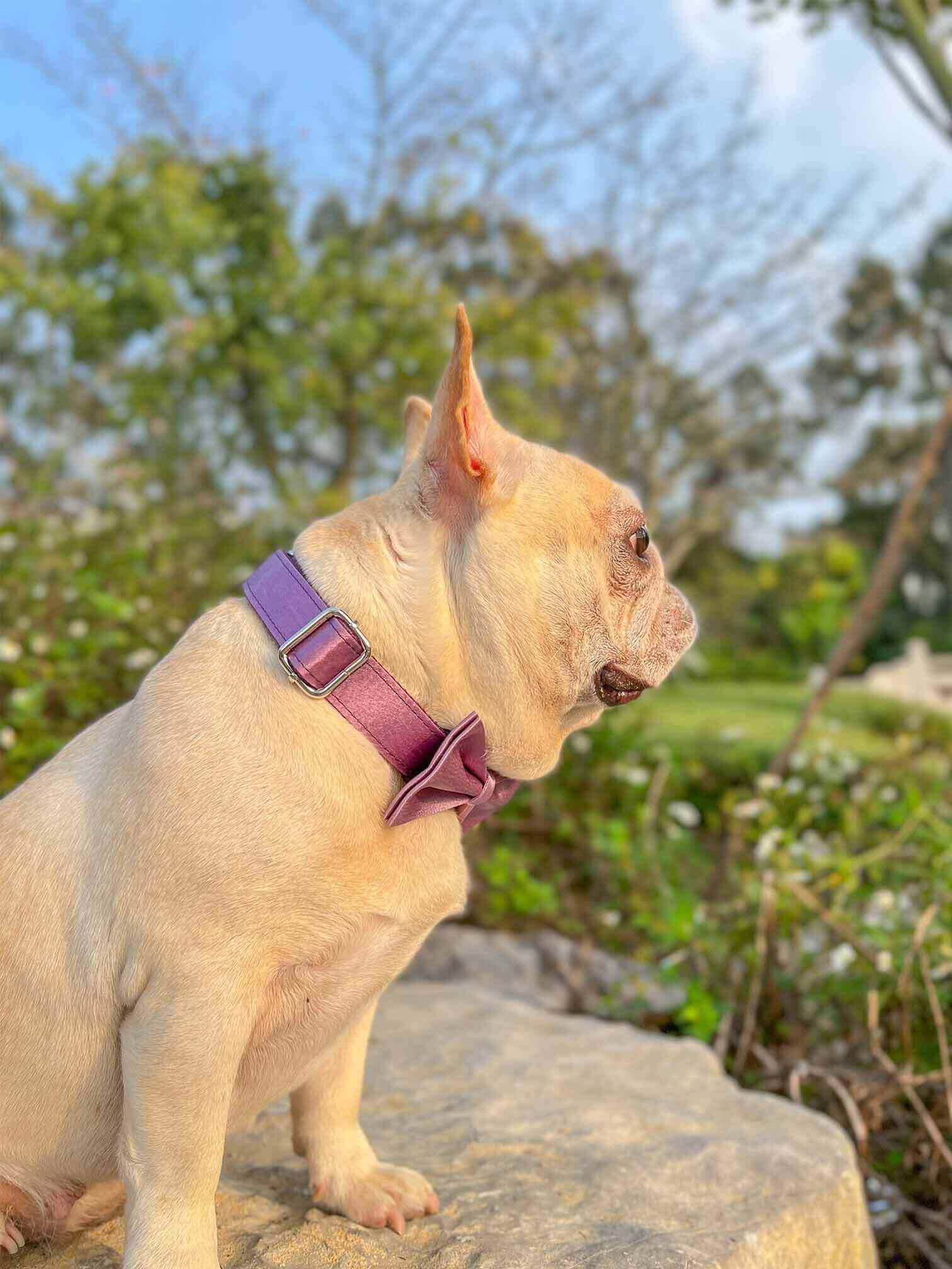 Dog Lilac Leash Set - Frenchiely