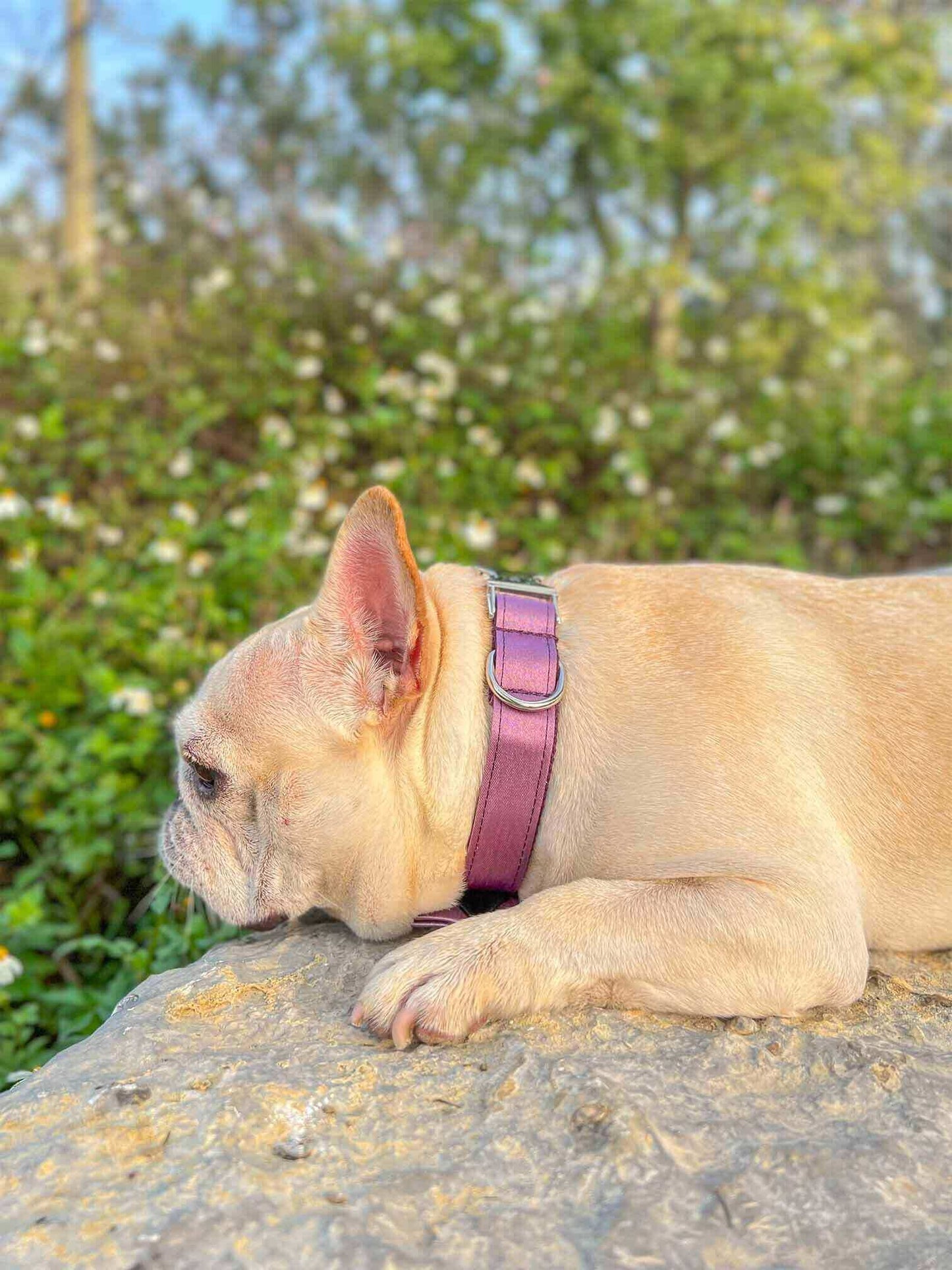 Dog Lilac Leash Set - Frenchiely