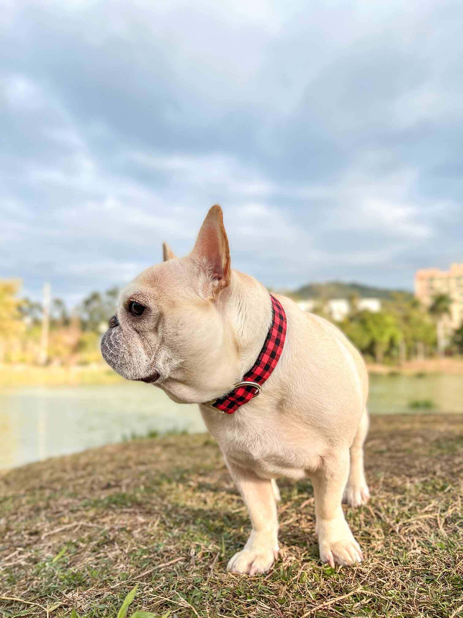 Dog Red Buffalo Leash Set - Frenchiely