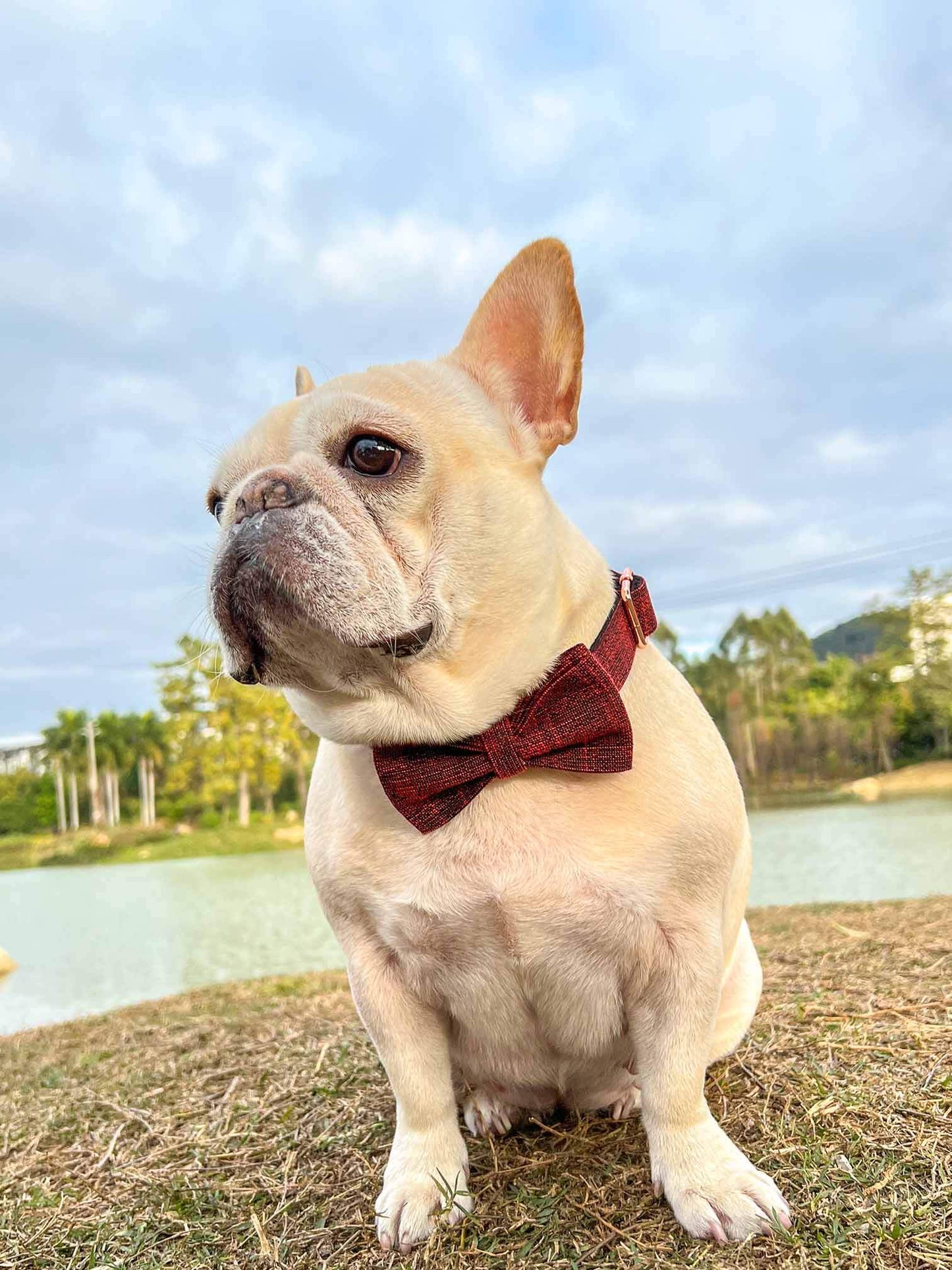 Dog Red Collar - Frenchiely