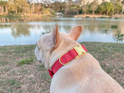 Dog Christmas Collar Leash Set - Frenchiely