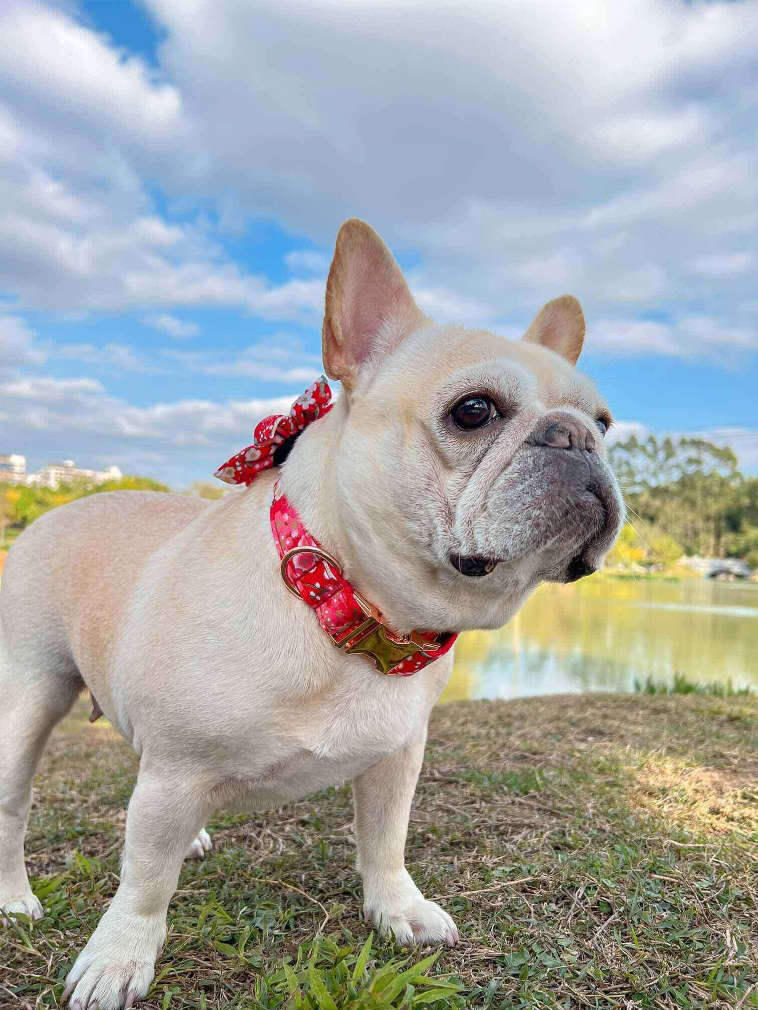 Dog Red Flower Collar - Frenchiely