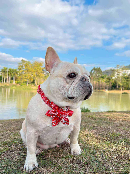 Dog Red Flower Collar - Frenchiely