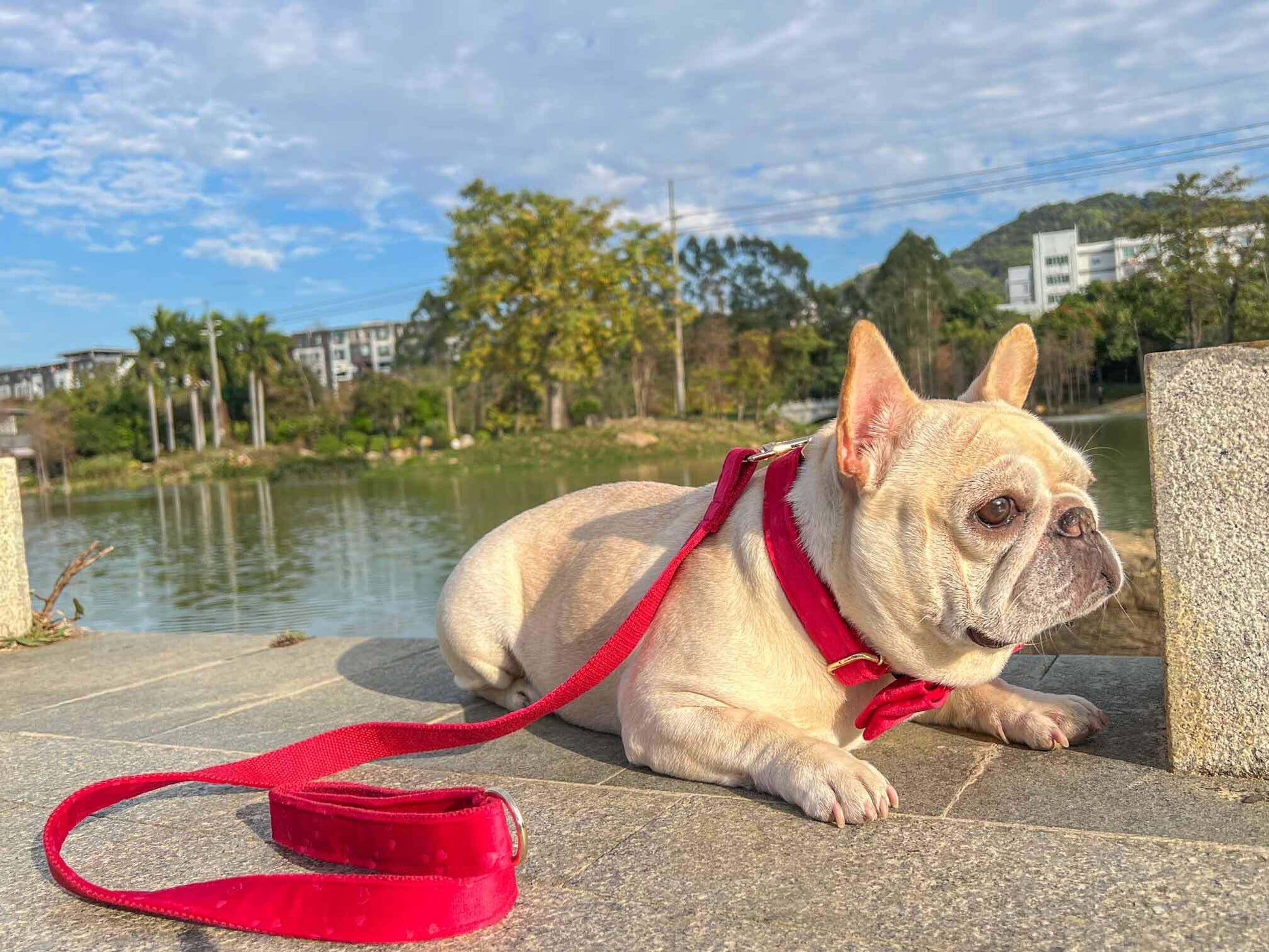 Dog Red Heart Leash Set - Frenchiely