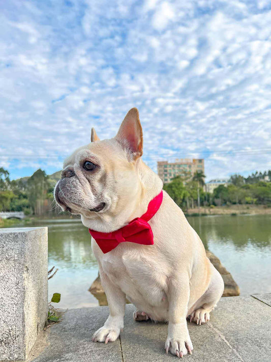 Dog Red Heart Velvet Collar - Frenchiely