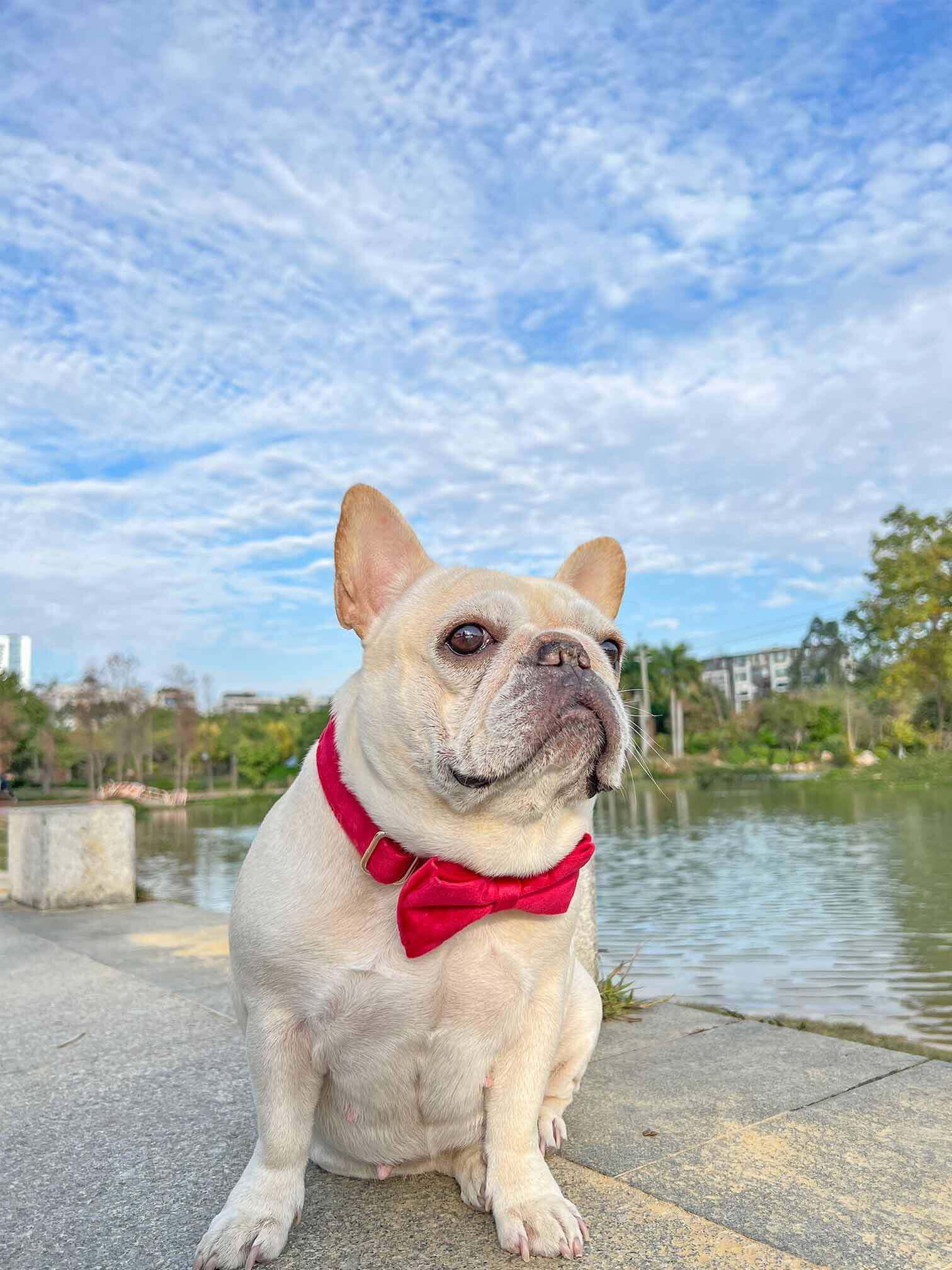 Dog Red Heart Leash Set - Frenchiely